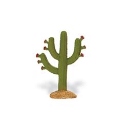 Kaktus-6654