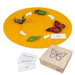Rozwój motyla: figurki w pudełku, PL-3322