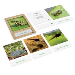Rozwój żaby: karty z tacką, PL-3216