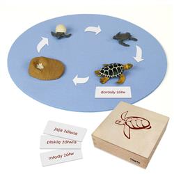 Rozwój żółwia: figurki w pudełku, PL