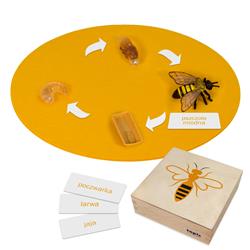 Rozwój pszczoły: figurki w pudełku, PL