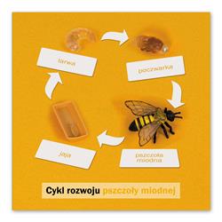 Rozwój pszczoły: karta kontrolna, PL-4694