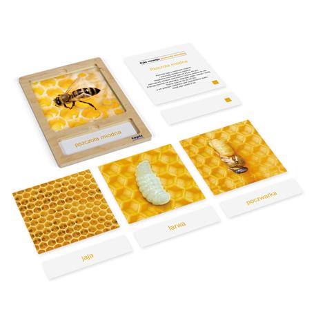 Rozwój pszczoły: karty z tacką, PL-4695