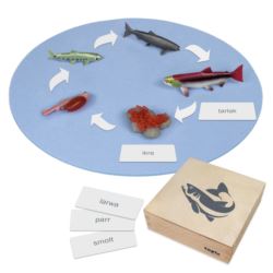Rozwój łososia: figurki w pudełku, PL