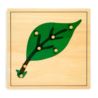 Puzzle botaniczne: liść