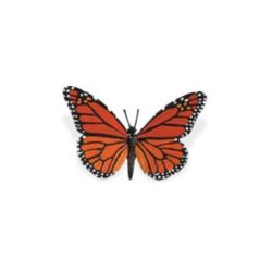 Cykl rozwój motyla: motyl
