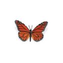 Cykl rozwój motyla: motyl