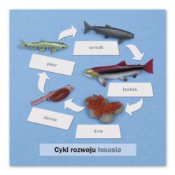 Rozwój łososia: karta kontrolna, PL