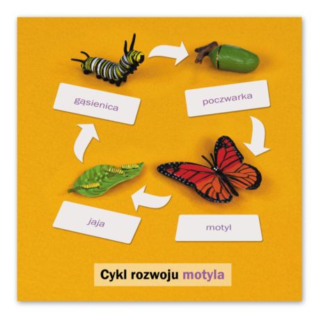 Rozwój motyla: karta kontrolna, PL