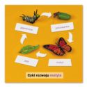 Rozwój motyla: karta kontrolna, PL