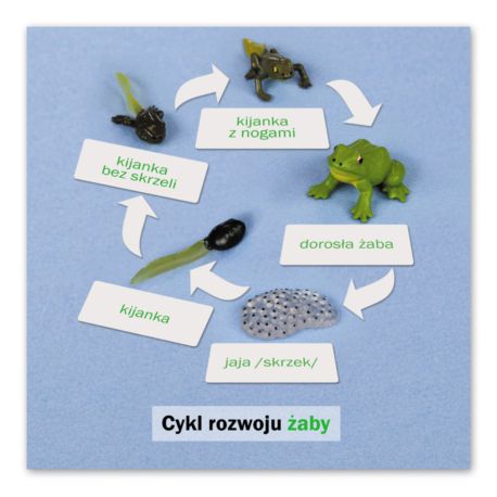 Rozwój żaby: karta kontrolna, PL