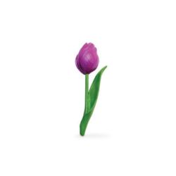 Tulipan