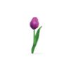 Tulipan